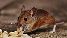 24 Hour & Emergency Exterminators in Leesburg, VA